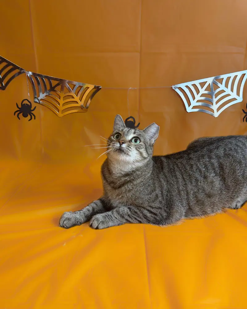 Lace, an adult female cat up for adoption