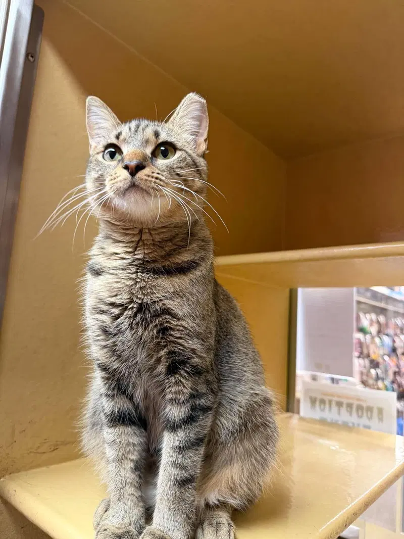 Maple, an adult female cat up for adoption