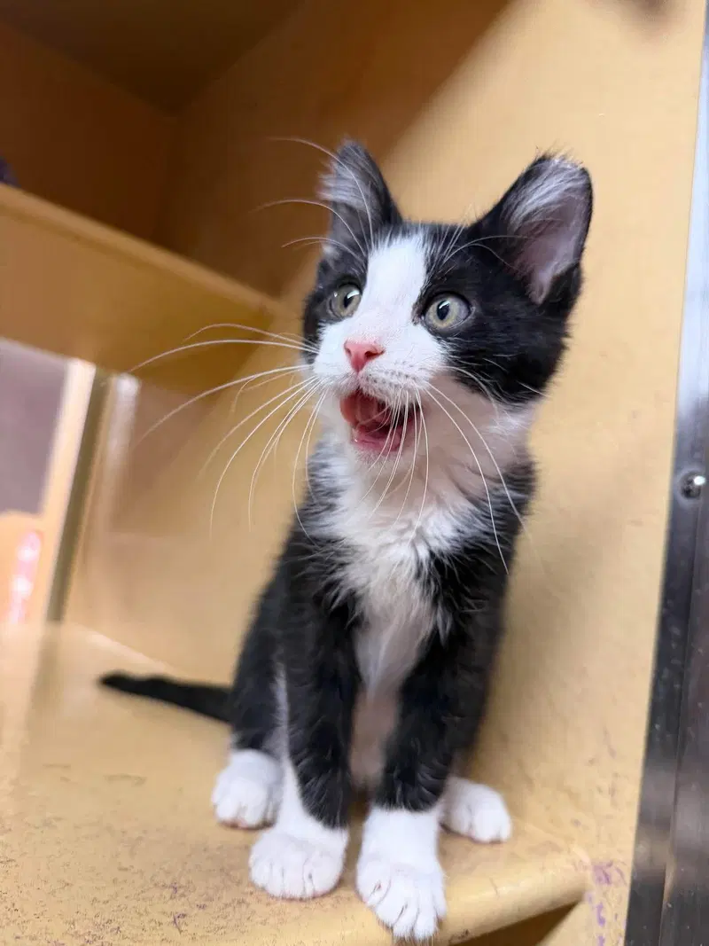 Sheet Metal, a male kitten up for adoption