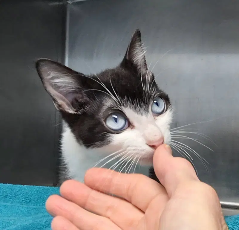 Sinatra, a young male Tuxedo cat up for adoption