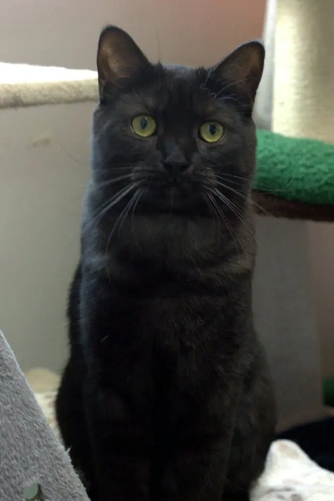 Rubis, an adult male cat up for adoption