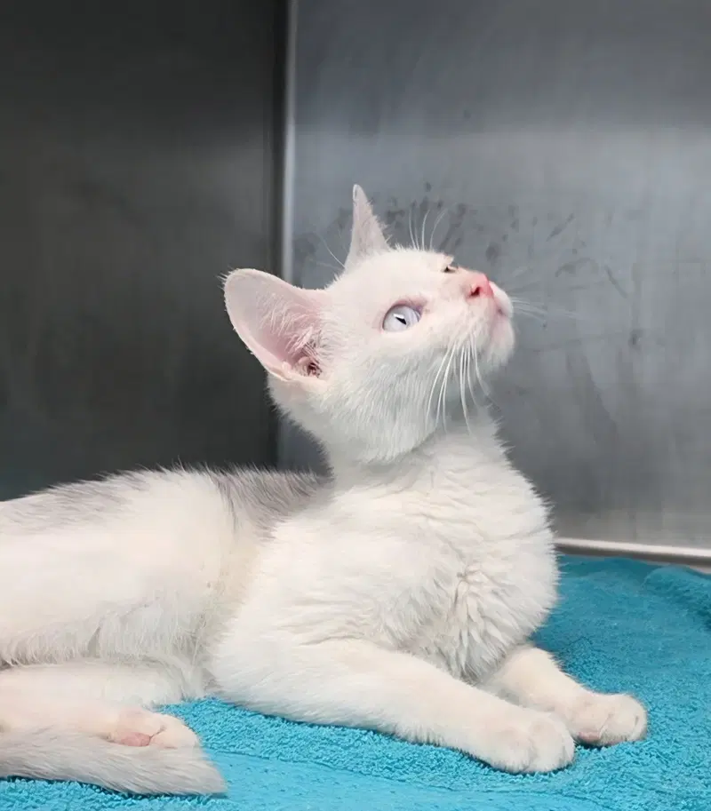 Spirit, a young male cat up for adoption