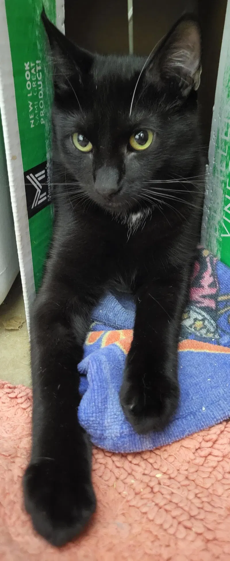 Goji Berri, a male kitten up for adoption