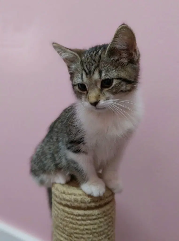 Sabrina IN FOSTER, a female kitten up for adoption