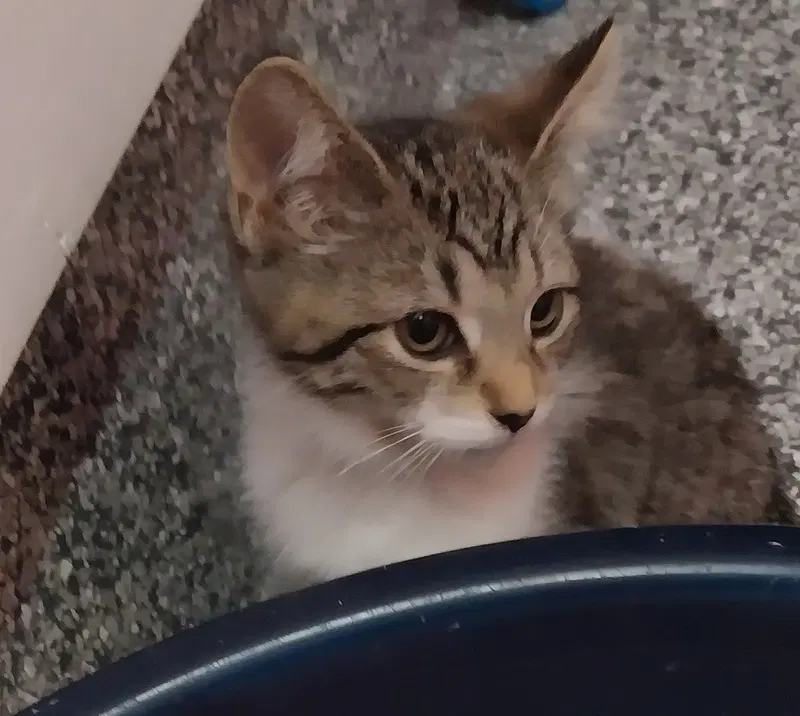 Sabrina IN FOSTER, photo 2