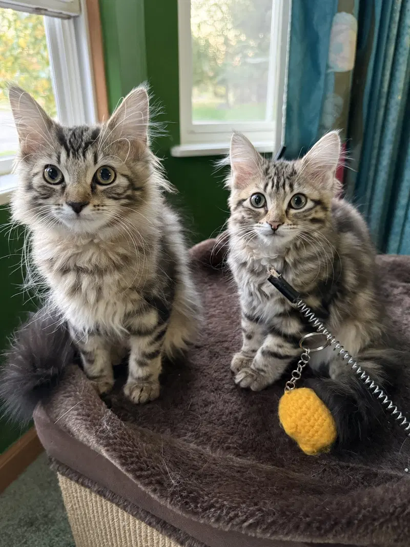 Jelly Belly, a female kitten up for adoption