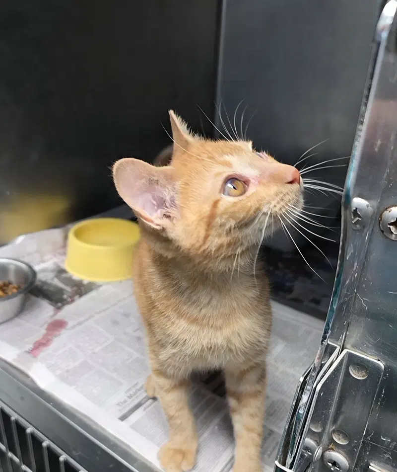 Sargento, photo 4