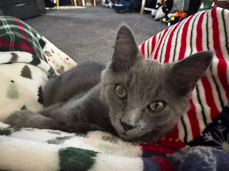 Sully, a male kitten up for adoption