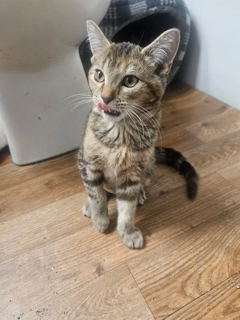 Cocoa, a female Tortoiseshell kitten up for adoption