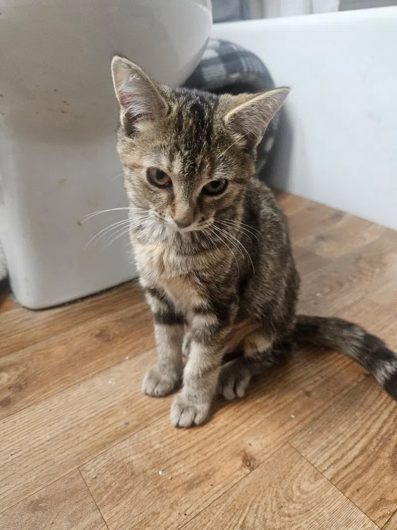 Cocoa, photo 2