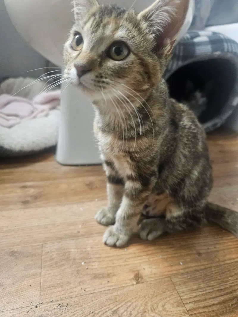 Cocoa, photo 4
