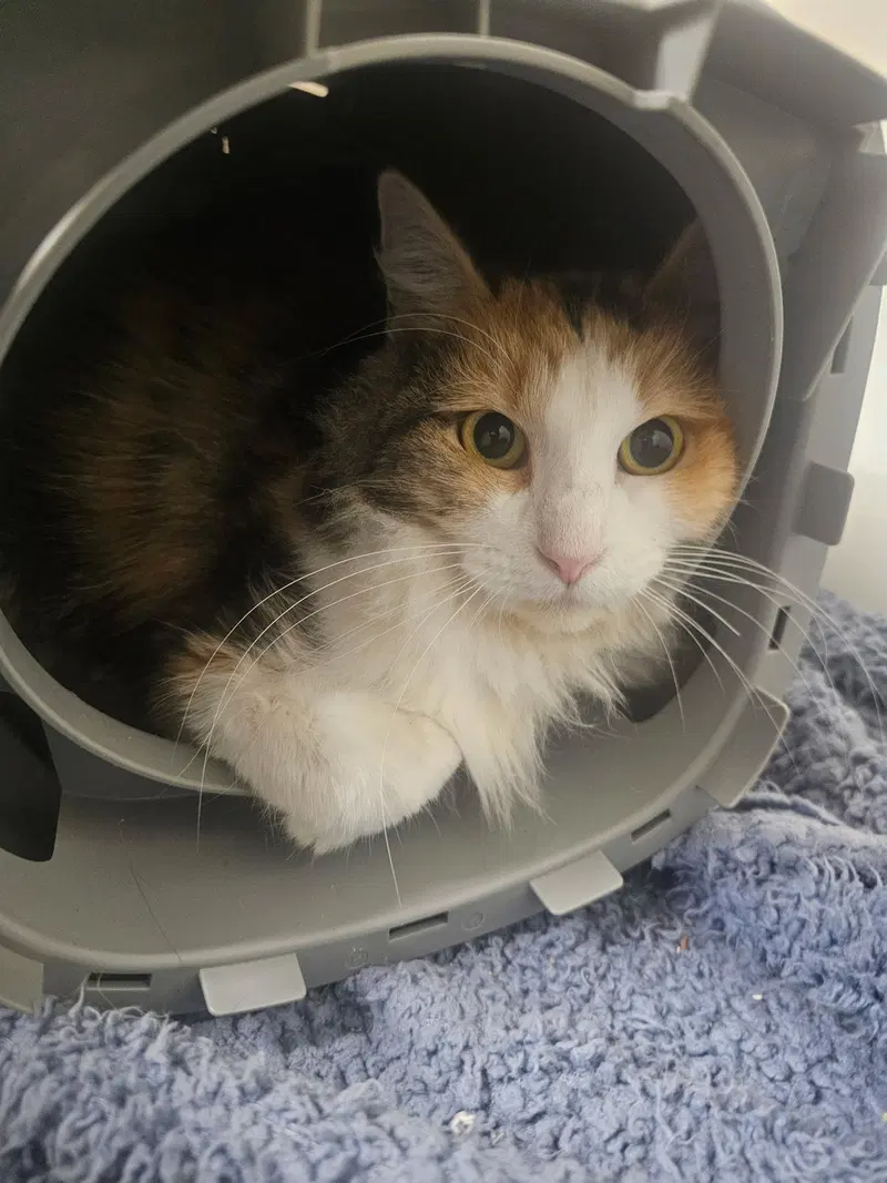 Luna, an adult female cat up for adoption