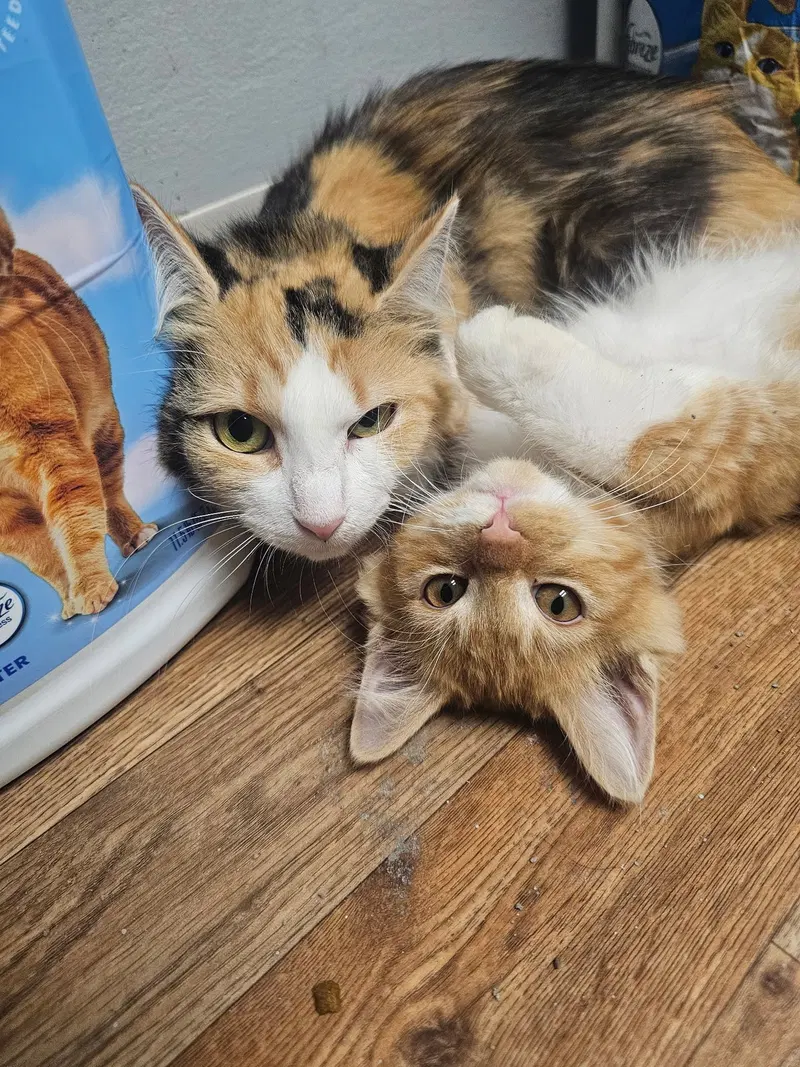 Luna, photo 4