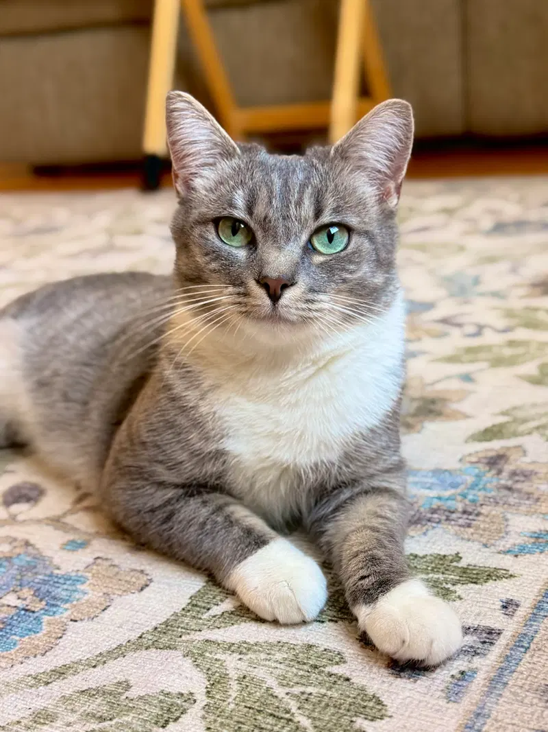 Riley, a young female cat up for adoption