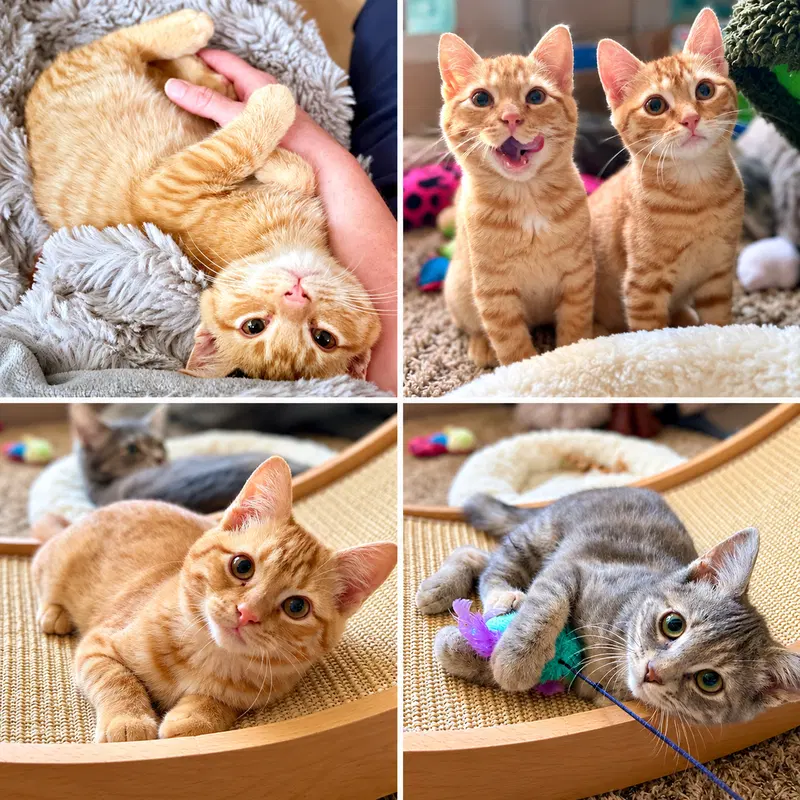 Woodland Crew Kittens, a young male cat up for adoption