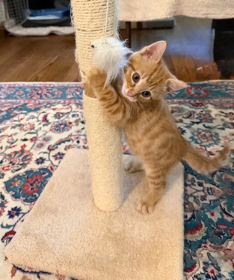 Clyde Kitten Adorable, Orange Tabs are the BEST, a male American Shorthair kitten up for adoption