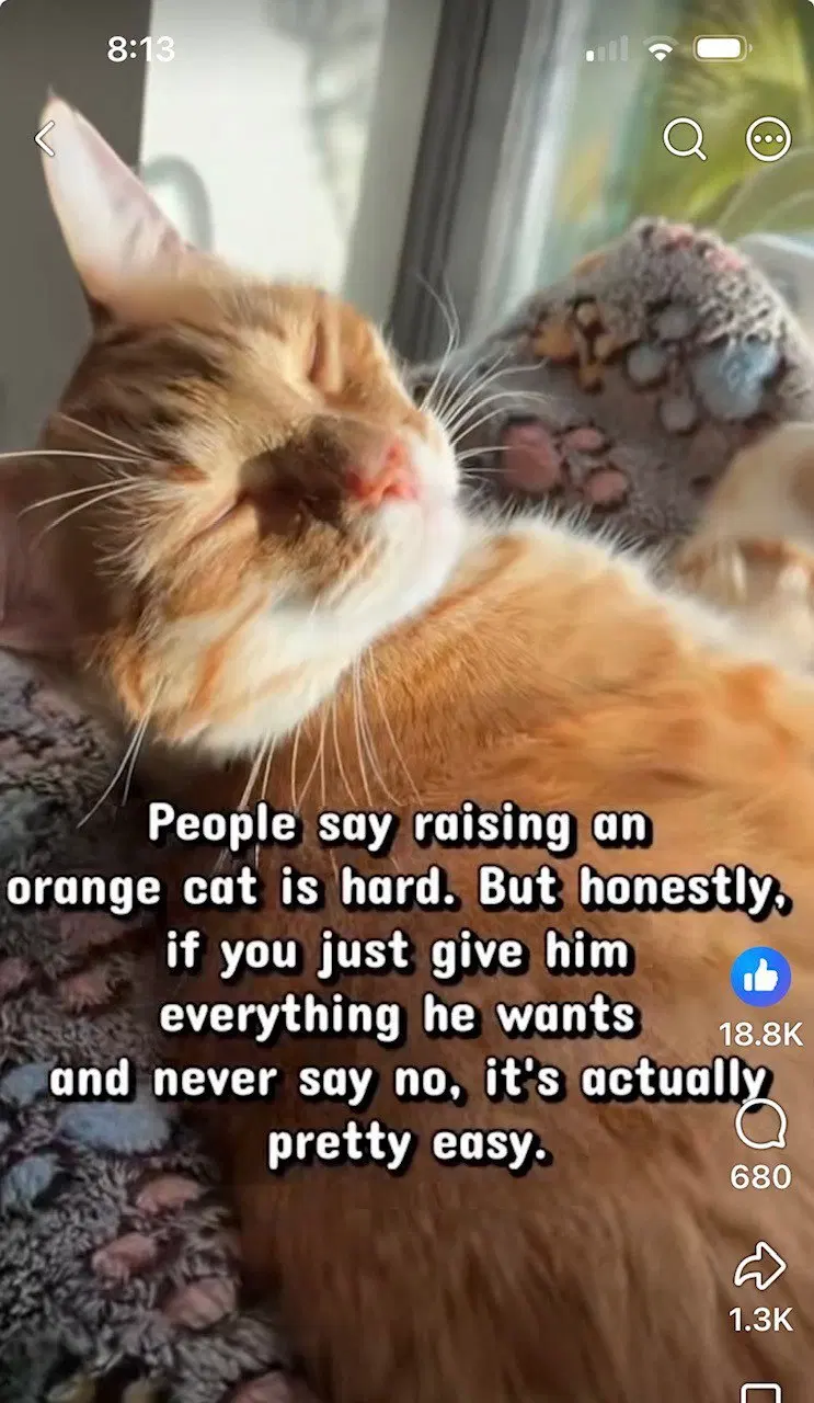 Clyde Kitten Adorable, Orange Tabs are the BEST, photo 5