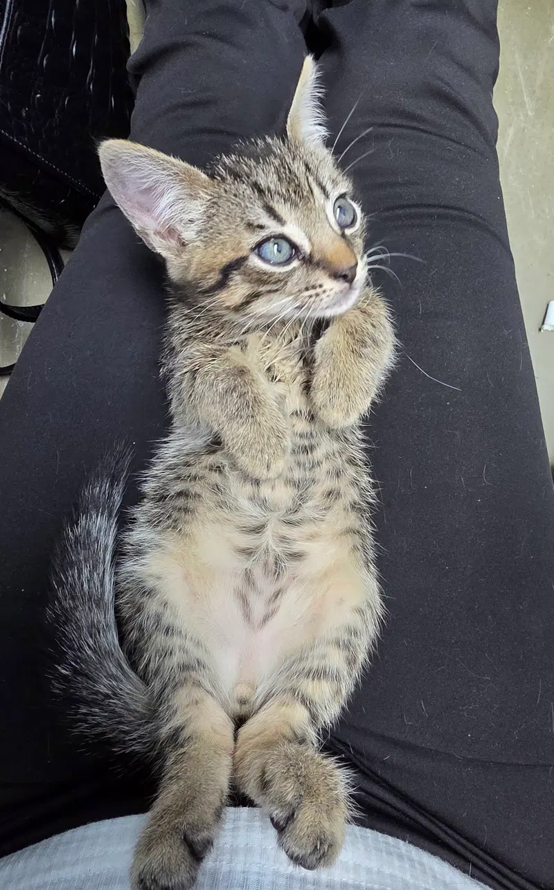 Bobbi, a male Tabby kitten up for adoption