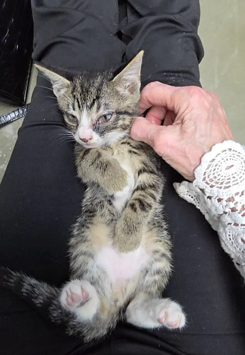 Benny, a male Tabby kitten up for adoption