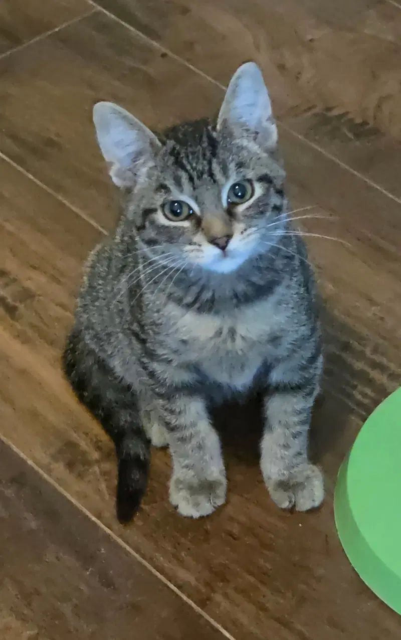 A Pip Crew, a male cat up for adoption