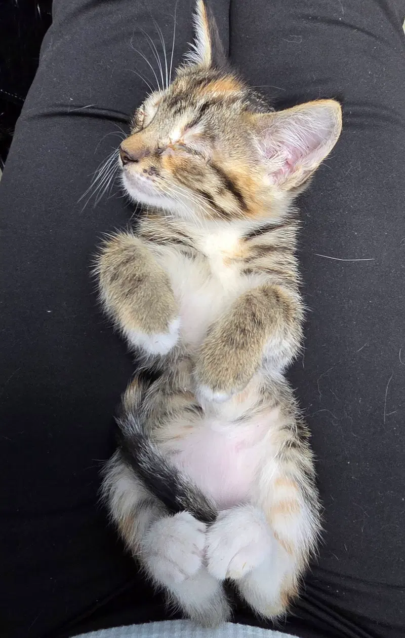 Billie, a female Tabby kitten up for adoption