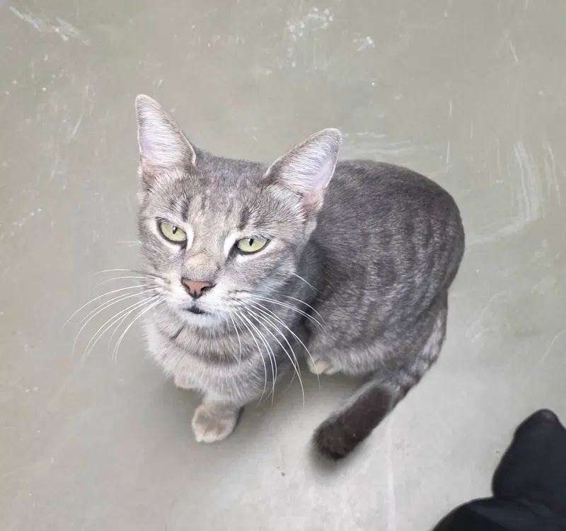 Blair, a young female Tabby cat up for adoption