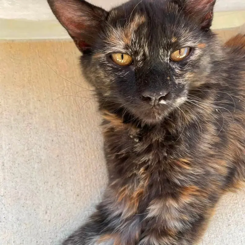 Princess, a young female cat up for adoption