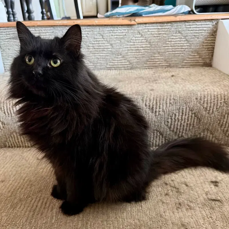 Onyx, a young male cat up for adoption