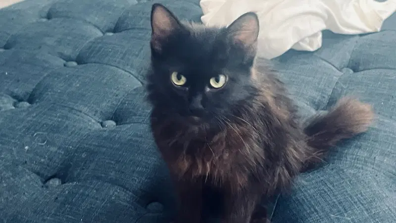 Sable, a female Bombay kitten up for adoption