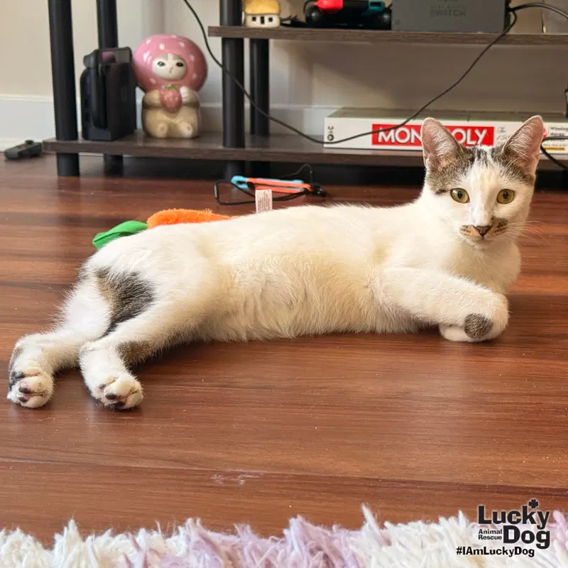 Tansy, an adult female cat up for adoption