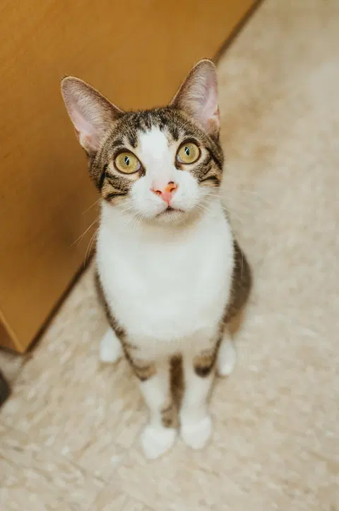 Watch the video of Crackle