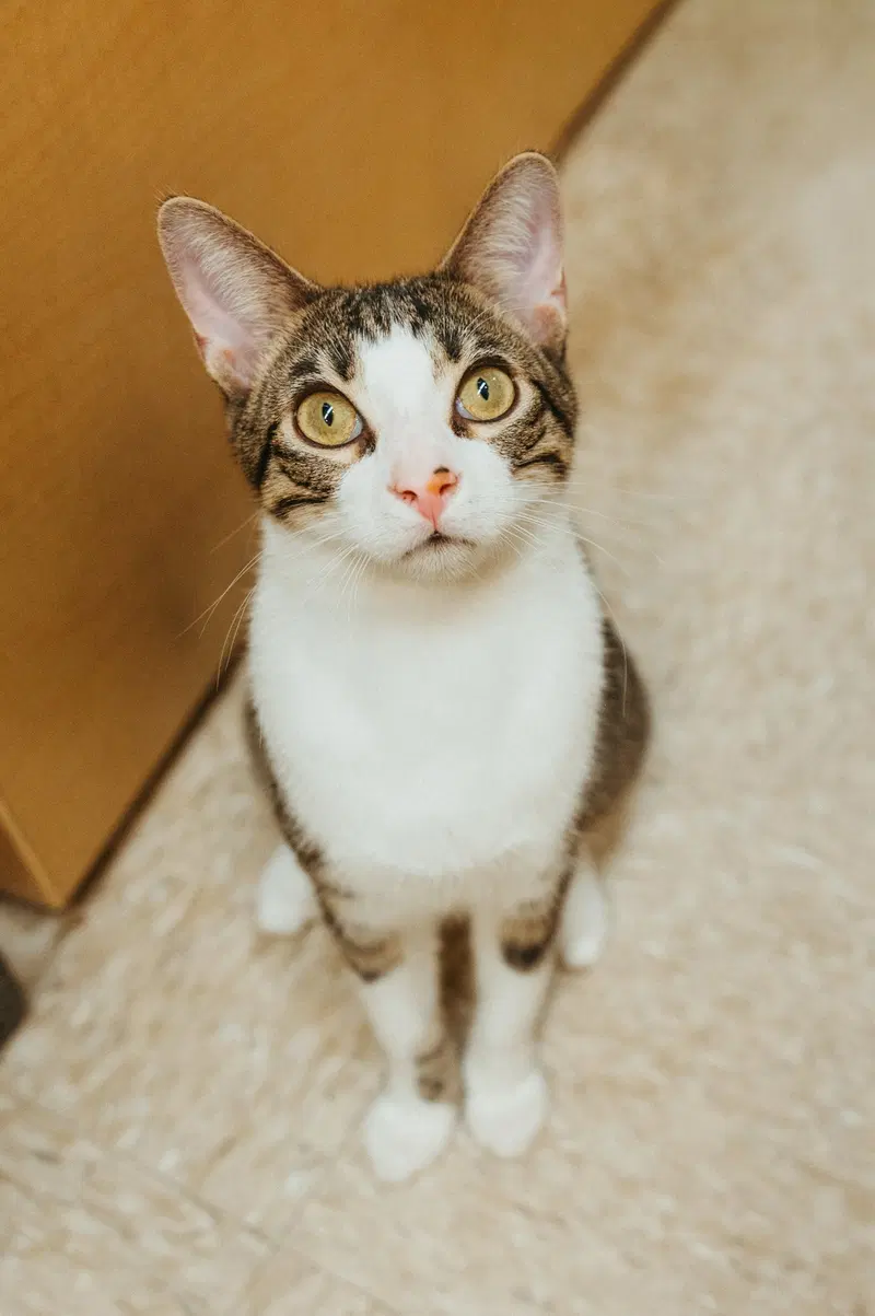 Crackle, a young male cat up for adoption
