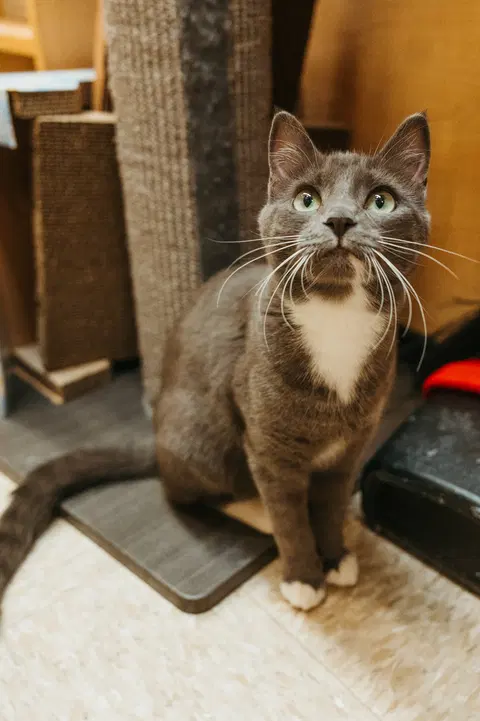 Watch the video of Muffin