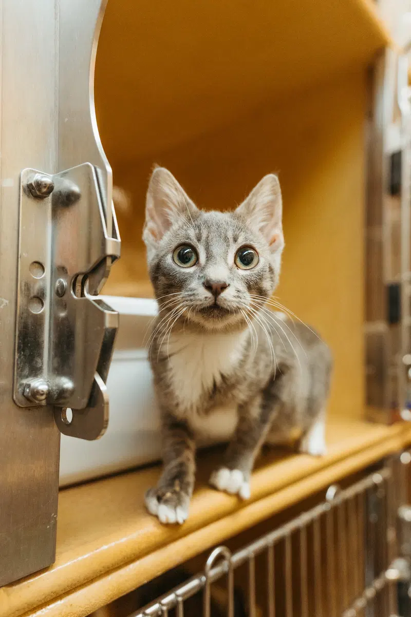 Wyatt, a young male cat up for adoption