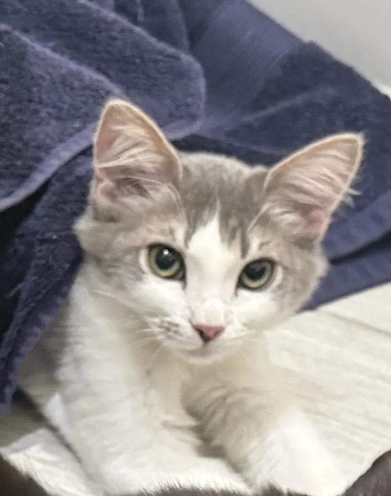 Whyskie Farm, a young male cat up for adoption
