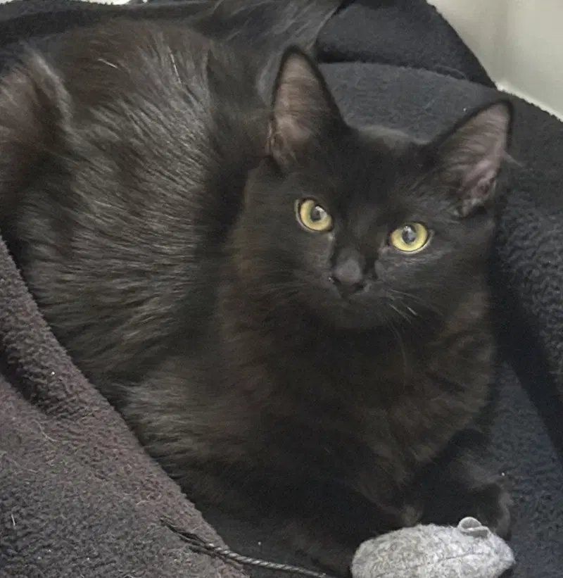 Martynie Farm, a young male cat up for adoption