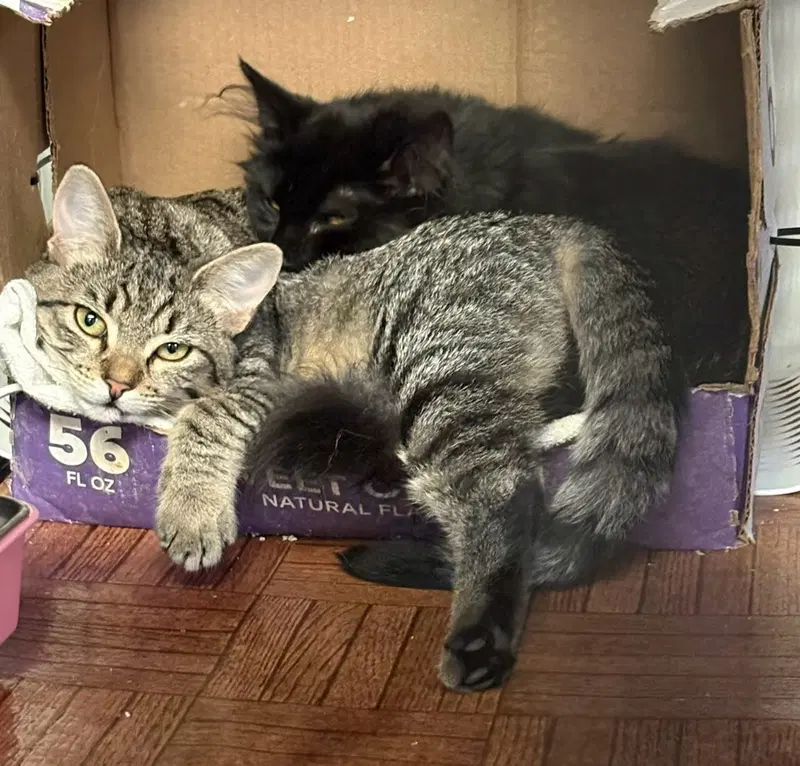Lillian, a young female cat up for adoption