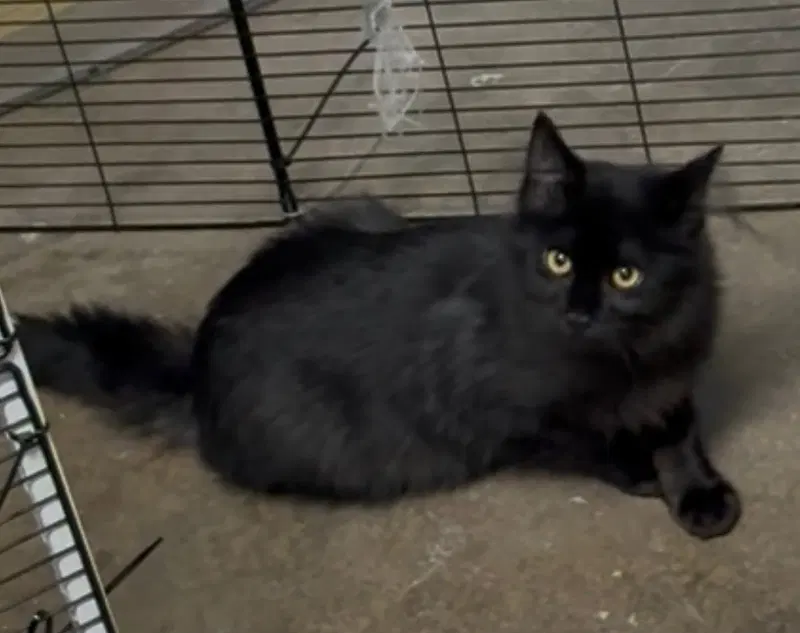 Machiavelli, a young male cat up for adoption