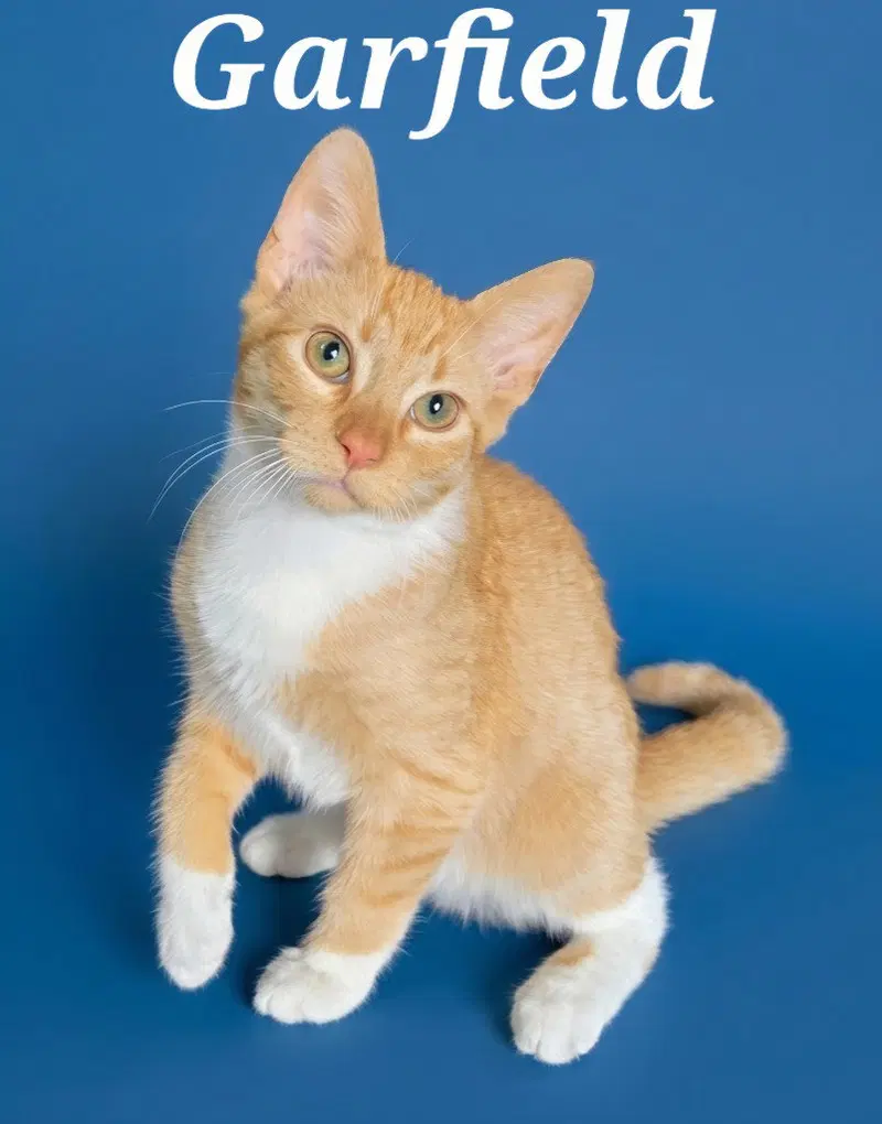 Garfield, a young male cat up for adoption