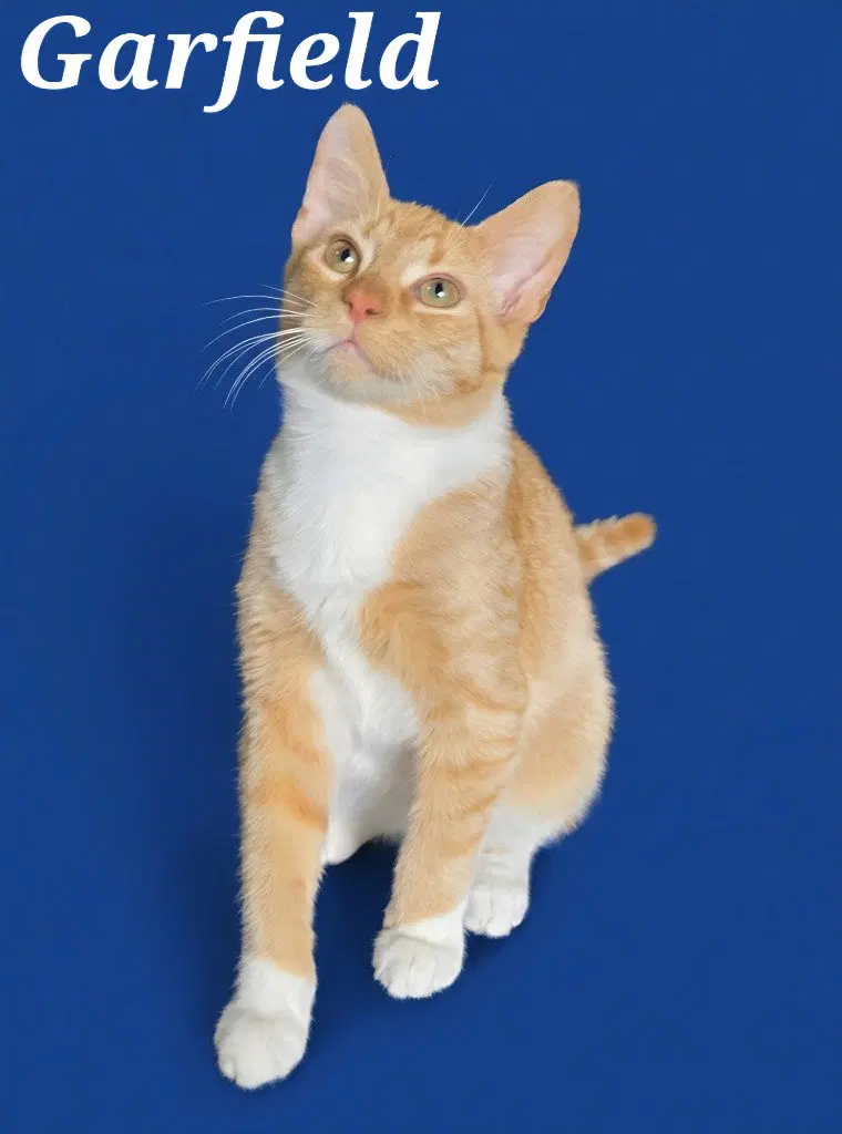 Garfield, photo 2