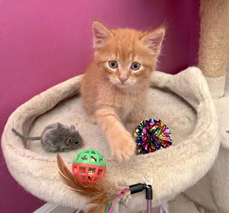 Dandy, a male kitten up for adoption