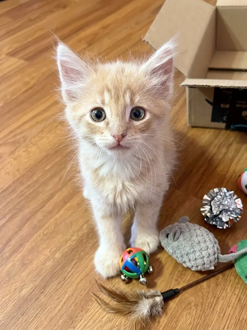 Sandy, a male kitten up for adoption
