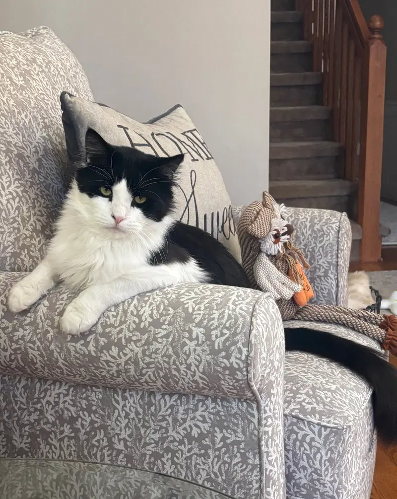Whisky, a young male cat up for adoption