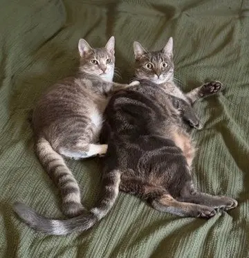 Mia and Leo, adult female cats up for adoption