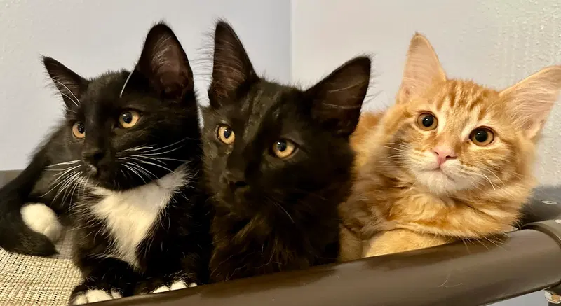 BOO, ASH and CINDER, young male cats up for adoption