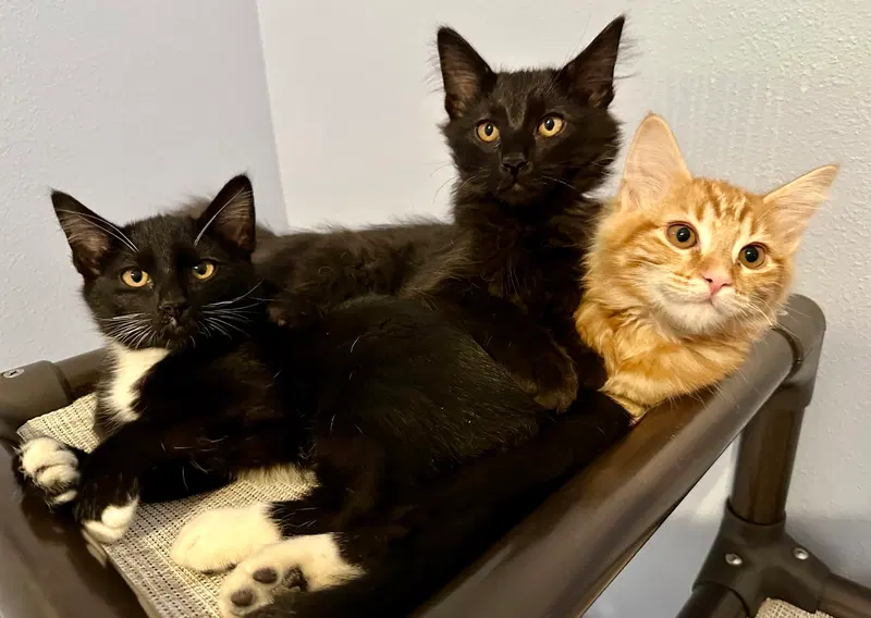 BOO, ASH and CINDER, photo 2