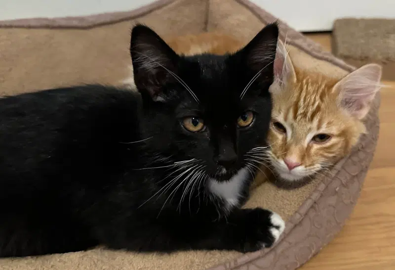 BOO, ASH and CINDER, photo 4