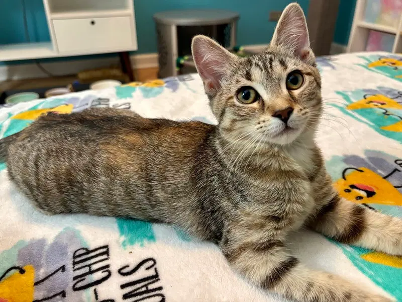 Water Lily, a female kitten up for adoption