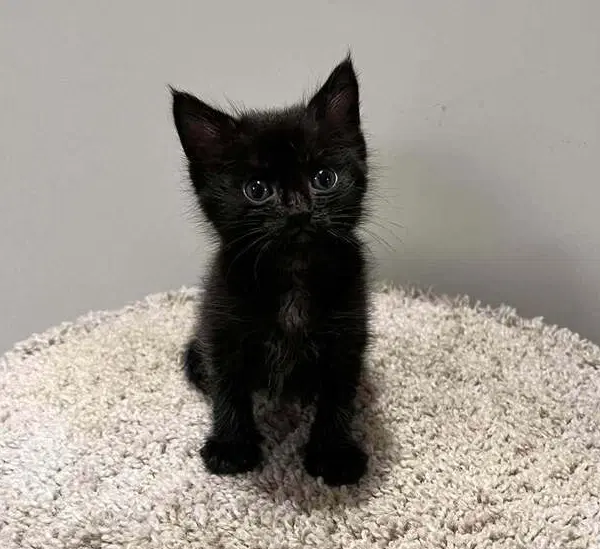 Hot Pavement, a male kitten up for adoption