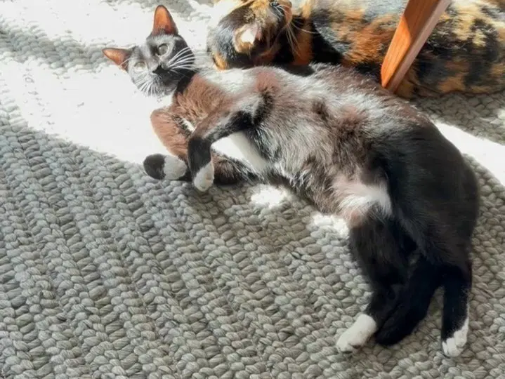 Niko, photo 3